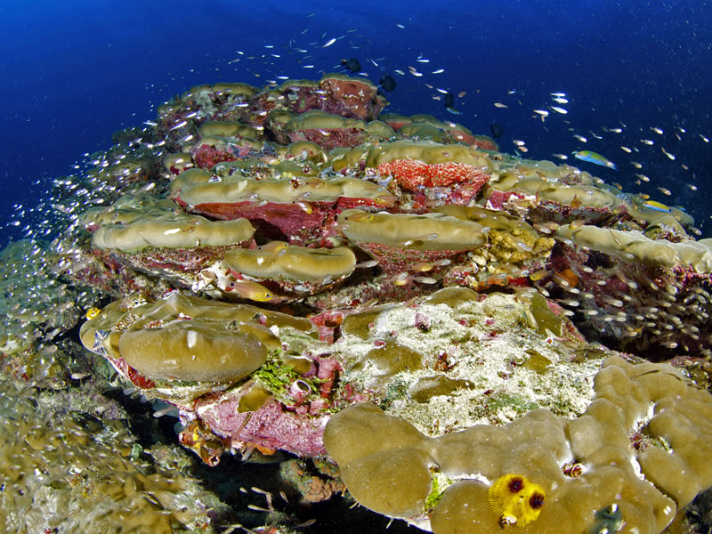 Porites lobata coral with many different species of fish.