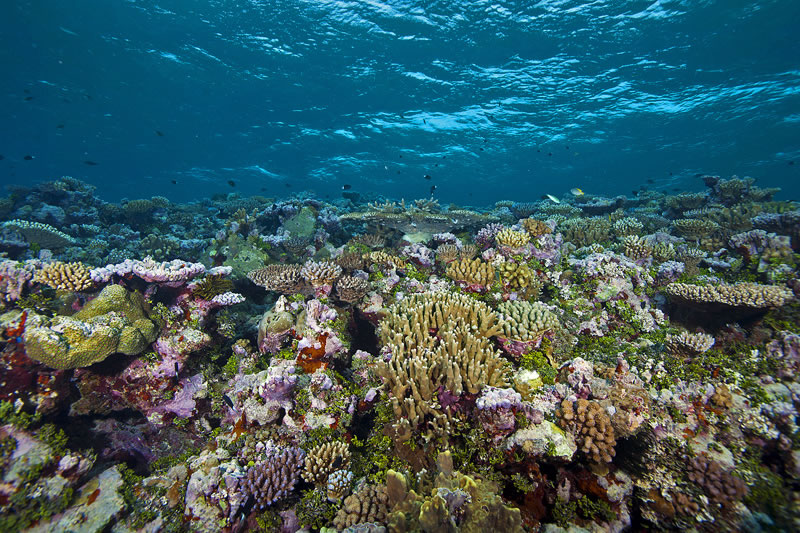 Coral reef at 2-4 meters depth.