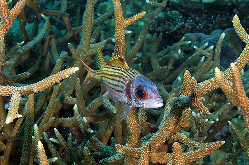 Spotfin squirrelfish (Neoniphon sammara) hanging out in staghorn coral. 