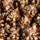 Macro view of Acropora.