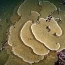 Acropora table coral.