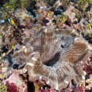 Adhesive anemone (Cryptodendrum adhaesivum) with threespot damselfish (Dascyllus trimaculatus) swimming around.