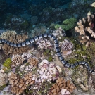 Black and white sea krait (Laticauda columbrina).