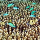 Black-axil chromis (Chromis atripectoralis) and reticulated dascyllus hanging out above coral thicket.
