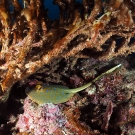 A beautiful blue-spotted ribbontail ray (Taeniura lymma) resting on the bottom of the reef. 