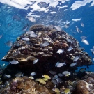 Chubs and snapper swimming around a coral bommie.