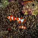 We Nemo AKA the clown anemonefish (Amphiprion percula).