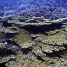 Beautiful reef in Marovo Lagoon.