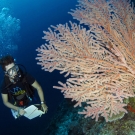 Fellow Anderson Mayfield checking out beautiful orange gorgonian.