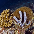 Corals with blue sponge (looks like fingers) growing nearby.