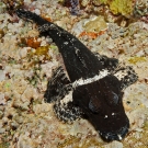 Crocodile flatheads (Cymbacephalus beauforti) usually try to camouflage themselves; however, we saw this fish in its black phase.