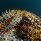 Crown thorns starfish (Acanthaster planci) eating an Acropora coral.