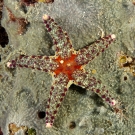 Cuming’s sea star (Neoferdina cumingi).