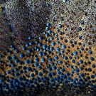 A macro view of cushion star (Culcita novaeguineae).