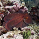 Day octopus (Octopus cyanea) changes its colors to try and camouflage with the background.