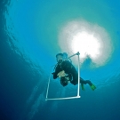 Ken Marks ascending from a dive after taking photo transects. 