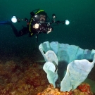 Fellow, Joao Monteiro photographing a blue, elephant ear sponge.