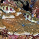 Double-bar goatfish (Parupeneus crassilabris).