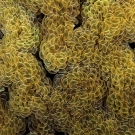 Euphyllia coral.