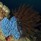 Feather star resting on top of a blue sponge.