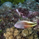 Freckled hawkfish (Paracirrhites forsteri) perched on coral. 