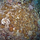 Each one of these corals is an individual coral polyp known as fungid coral.