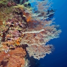 Garden of gorgonians, soft corals, and crinoids.