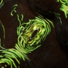 A beautiful close-up view of the mantle (tissue) of a giant clam.