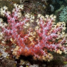 Gorgeous soft coral.