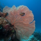 Gorgonian sea fan with winged oyster.