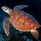 Green sea turtle (Chelonia mydas) cruising by the divers today near Vanikoro Island.