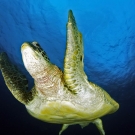 Green sea turtle (Chelonia mydas).