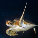 Green sea turtle (Chelonia mydas).