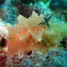 This ‘Halgerda batangas’ nudibranch (sea slug) almost looks more like a sponge than a sea slug.