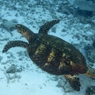 On one of our dives, a hawksbill sea turtle (Eretmochelys imbricata) swam by us today.