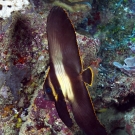 Junvenile pinnate spadefish (Platax pinnatus).