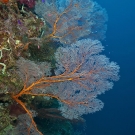 Large gorgonian sea fan.