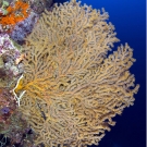 Large orange gorgonian.