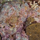 Mosaic of Crustose Coralline Algae (CCA).