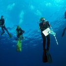 Scientists ascending from a scuba dive.