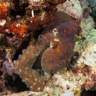 This day octopus (Octopus cyanea) was trying to camouflage itself near a rock.