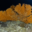 Orange gorgonian.