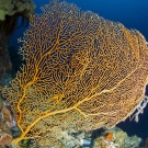 Orange gorgonian.