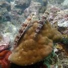 Pair of reef lizardfish (Synodus variegatus).