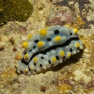 Phyllidia elegans, a type of dorid nudibranch.