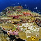 Porites lobata coral with many different species of fish.