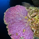 purpleaPurple gorgonian.gorgonian