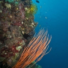 Sea whips (red) are a type of soft coral.