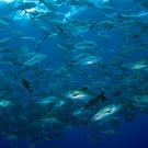 School of bigeye trevally (Caranx sexfasciatus).