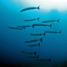 A school of blackfin barracuda (Sphyraena qenie).
